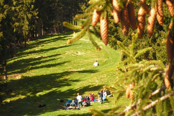 Wanderungen durch den Wald